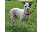 Paulie, Jack Russell Terrier For Adoption In Huntley, Illinois