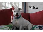 Willow, Bull Terrier For Adoption In Plain City, Ohio