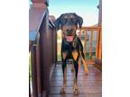 Riggins, Doberman Pinscher For Adoption In Wichita, Kansas