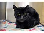 Velvet, Domestic Shorthair For Adoption In Coupeville, Washington