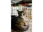 Doug And Izzy, American Shorthair For Adoption In Lombard, Illinois