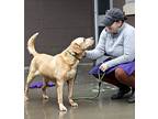 Tex, Labrador Retriever For Adoption In Atlanta, Georgia