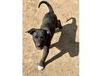 Teddy, American Pit Bull Terrier For Adoption In Gillette, Wyoming