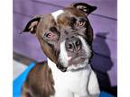 Bailey, American Pit Bull Terrier For Adoption In Seattle, Washington