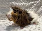 Kevin Mcallister, Guinea Pig For Adoption In Edmonton, Alberta