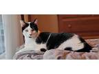 Trick, Domestic Shorthair For Adoption In Colmar, Pennsylvania