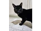 Crackers, Domestic Shorthair For Adoption In Pitman, New Jersey