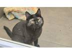 Montana, Domestic Shorthair For Adoption In Bellevue, Washington