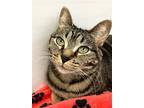 Fannie, Domestic Shorthair For Adoption In Skokie, Illinois