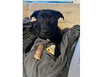 Little Pancake, Labrador Retriever For Adoption In Germantown, Ohio