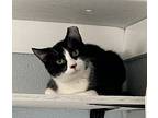 Oreo, Domestic Shorthair For Adoption In Newport, North Carolina