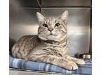 Jellybean, Domestic Shorthair For Adoption In Newport, North Carolina