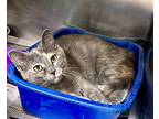 Hilda, Domestic Shorthair For Adoption In Newport, North Carolina