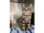 Luma, Domestic Shorthair For Adoption In Newport, North Carolina