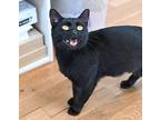 Lina, Domestic Shorthair For Adoption In Melville, New York