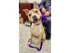 Coolio, American Pit Bull Terrier For Adoption In Voorhees, New Jersey