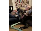 Romy, American Pit Bull Terrier For Adoption In La Grange, Illinois