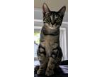 Kami Bonded W Iris, Domestic Shorthair For Adoption In West Bloomfield, Michigan