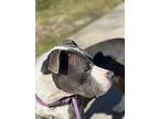 Dottie, American Pit Bull Terrier For Adoption In Weatherford, Texas