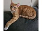 Thackery, Domestic Shorthair For Adoption In Friendship, Wisconsin