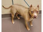 Whiskey Girl, Staffordshire Bull Terrier For Adoption In Norman, Oklahoma