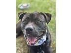 Stanley, American Staffordshire Terrier For Adoption In Plant City, Florida