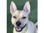 Miss Ma'am, American Pit Bull Terrier For Adoption In Sacramento, California