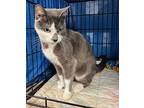 Rory, Domestic Shorthair For Adoption In Bloomingdale, New Jersey