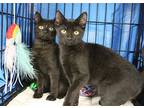 Farrah And Bridget, Domestic Shorthair For Adoption In Bloomingdale, New Jersey