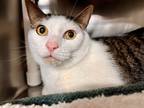 Larry, Domestic Shorthair For Adoption In Frederick, Maryland