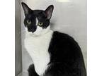 Bentley, Domestic Shorthair For Adoption In Toronto, Ontario