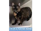 Jennifur (phoenix), Domestic Shorthair For Adoption In Baltimore, Maryland