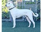 Courage, American Pit Bull Terrier For Adoption In Vallejo, California