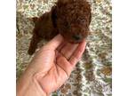 Poodle (Toy) Puppy for sale in Norman, OK, USA