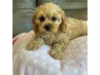 Cavapoo Puppy for sale in Springfield, MO, USA