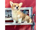 Pembroke Welsh Corgi Puppy for sale in Springfield, MO, USA