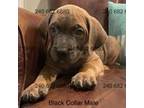 Cane Corso Puppy for sale in La Plata, MD, USA