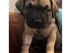 Cane Corso Puppy for sale in La Plata, MD, USA