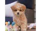 Poodle (Toy) Puppy for sale in Moravia, IA, USA
