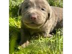 AKC Silver Lab: Lilly Girl