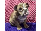 Bulldog Puppy for sale in Arthur, IL, USA