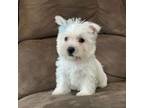 West Highland White Terrier Puppy for sale in Berlin, OH, USA