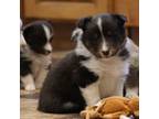 Shetland Sheepdog Puppy for sale in Mentone, IN, USA