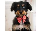 Aussiedoodle Puppy for sale in Moscow, TN, USA