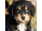 Aussiedoodle Puppy for sale in Moscow, TN, USA