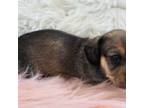 Dachshund Puppy for sale in Hotchkiss, CO, USA