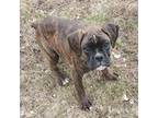 Boxer Puppy for sale in Afton, WY, USA