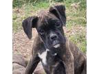 Boxer Puppy for sale in Afton, WY, USA