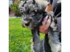 Schnauzer (Miniature) Puppy for sale in Riverside, CA, USA