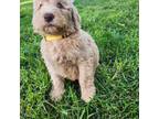 Goldendoodle Puppy for sale in Springfield, MO, USA